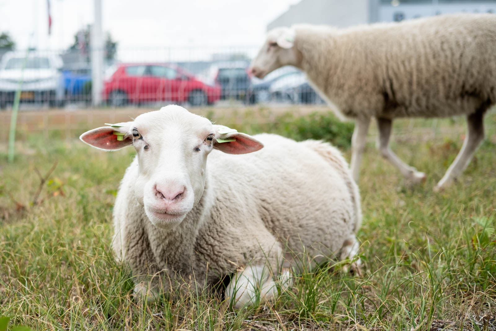 Tip 65: Dan máák je maar zin! - Fotografieblog Kronkeling